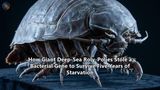 How Giant Deep-Sea Roly-Polies Stole a Bacterial Gene to Survive Five Years of Starvation