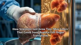 How Scientists Just Grew Tiny 'Mini Livers' That Could Soon Replace Full Organ Transplants