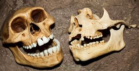 Advances in Paleoanthropology: Integrating Fossil and Genetic Evidence