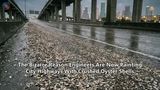 The Bizarre Reason Engineers Are Now Painting City Highways With Crushed Oyster Shells