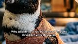 Why Wildlife Vets Just Put Injured Penguins in Copper Vests This Week