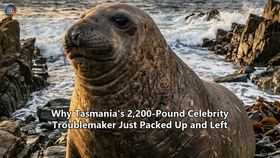 Why Tasmania's 2,200-Pound Celebrity Troublemaker Just Packed Up and Left