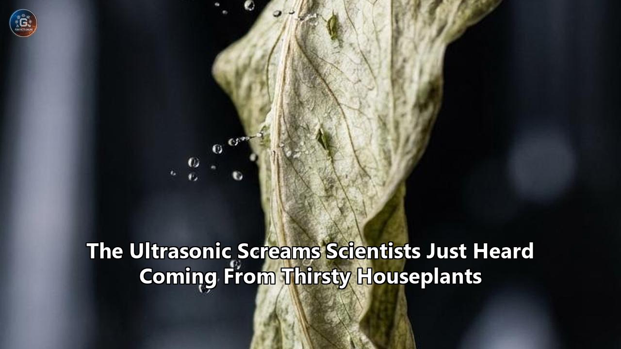 The Ultrasonic Screams Scientists Just Heard Coming From Thirsty Houseplants