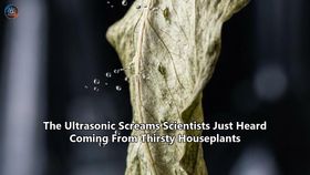 The Ultrasonic Screams Scientists Just Heard Coming From Thirsty Houseplants