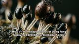 How Viral Timelapse Videos of Dung Fungi Uncovered Brand New Biological Species