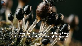 How Viral Timelapse Videos of Dung Fungi Uncovered Brand New Biological Species
