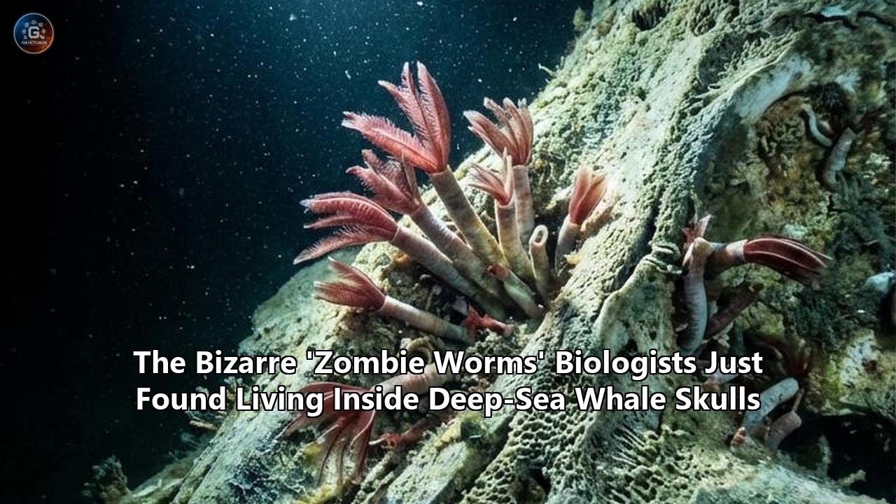 The Bizarre 'Zombie Worms' Biologists Just Found Living Inside Deep-Sea Whale Skulls