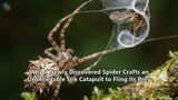 Why a Newly Discovered Spider Crafts an Unbelievable Silk Catapult to Fling Its Prey
