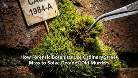 How Forensic Botanists Use Ordinary Street Moss to Solve Decades-Old Murders