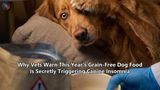 Why Vets Warn This Year's Grain-Free Dog Food Is Secretly Triggering Canine Insomnia