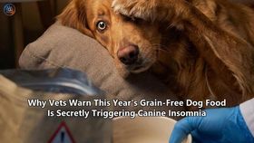 Why Vets Warn This Year's Grain-Free Dog Food Is Secretly Triggering Canine Insomnia