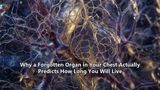 Why a Forgotten Organ in Your Chest Actually Predicts How Long You Will Live