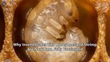 Why Invertebrates Like Honeybees and Shrimp Are Now Born Fully Vaccinated