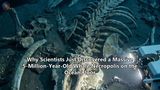 Why Scientists Just Discovered a Massive 5-Million-Year-Old Whale Necropolis on the Ocean Floor