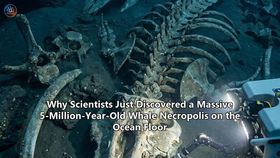 Why Scientists Just Discovered a Massive 5-Million-Year-Old Whale Necropolis on the Ocean Floor