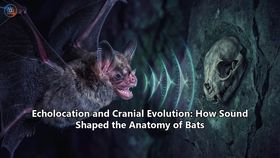 Echolocation and Cranial Evolution: How Sound Shaped the Anatomy of Bats