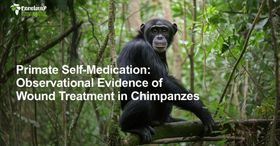 Primate Self-Medication: Observational Evidence of Wound Treatment in Chimpanzees