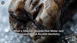 What a Siberian Neanderthal Molar Just Revealed About Ancient Dentistry