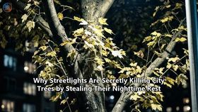 Why Streetlights Are Secretly Killing City Trees by Stealing Their Nighttime Rest