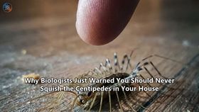 Why Biologists Just Warned You Should Never Squish the Centipedes in Your House