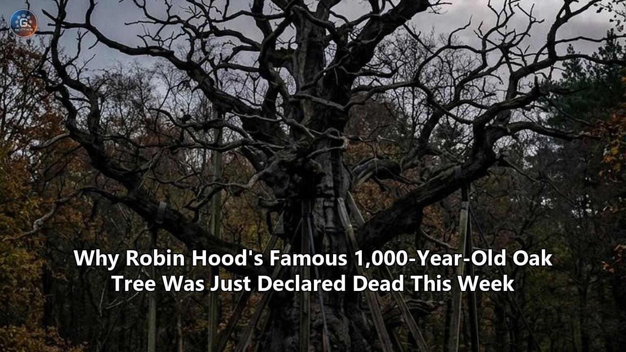 Why Robin Hood's Famous 1,000-Year-Old Oak Tree Was Just Declared Dead This Week