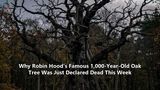 Why Robin Hood's Famous 1,000-Year-Old Oak Tree Was Just Declared Dead This Week