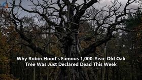 Why Robin Hood's Famous 1,000-Year-Old Oak Tree Was Just Declared Dead This Week