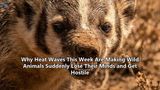 Why Heat Waves This Week Are Making Wild Animals Suddenly Lose Their Minds and Get Hostile