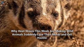 Why Heat Waves This Week Are Making Wild Animals Suddenly Lose Their Minds and Get Hostile