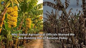 Why Global Agricultural Officials Warned We Are Running Out of Bananas Today