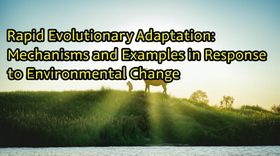 Rapid Evolutionary Adaptation: Mechanisms and Examples in Response to Environmental Change