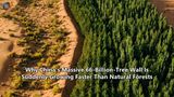 Why China’s Massive 66-Billion-Tree Wall Is Suddenly Growing Faster Than Natural Forests