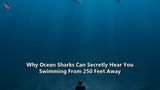 Why Ocean Sharks Can Secretly Hear You Swimming From 250 Feet Away