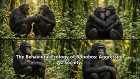 The Behavioral Ecology of Bonobos: Aggression & Society