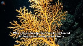 Why a Deep-Sea Golden Tree Coral Forced Biologists to Invent a New Family