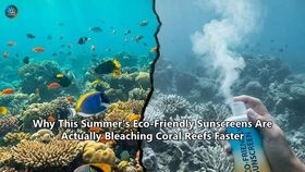 Why This Summer's Eco-Friendly Sunscreens Are Actually Bleaching Coral Reefs Faster