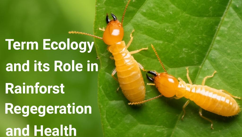 Termite Ecology and its Role in Rainforest Regeneration and Health