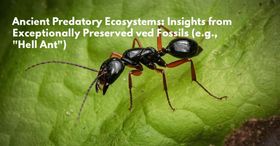Ancient Predatory Ecosystems: Insights from Exceptionally Preserved Fossils (e.g., "Hell Ant")
