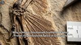 Why a Newly Discovered Feathered Raptor Proves Flight Evolved Twice in Dinosaurs