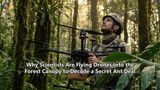 Why Scientists Are Flying Drones Into the Forest Canopy to Decode a Secret Ant Deal