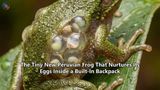 The Tiny New Peruvian Frog That Nurtures Its Eggs Inside a Built-In Backpack