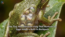 The Tiny New Peruvian Frog That Nurtures Its Eggs Inside a Built-In Backpack