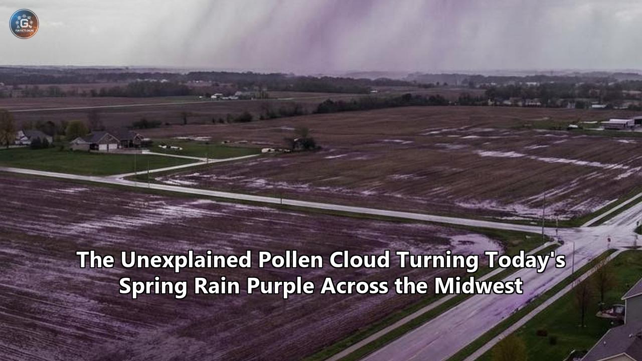The Unexplained Pollen Cloud Turning Today's Spring Rain Purple Across the Midwest