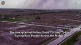 The Unexplained Pollen Cloud Turning Today's Spring Rain Purple Across the Midwest