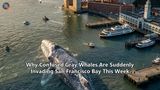 Why Confused Gray Whales Are Suddenly Invading San Francisco Bay This Week