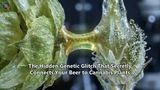 The Hidden Genetic Glitch That Secretly Connects Your Beer to Cannabis Plants