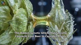 The Hidden Genetic Glitch That Secretly Connects Your Beer to Cannabis Plants
