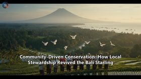 Community-Driven Conservation: How Local Stewardship Revived the Bali Starling
