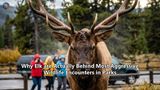 Why Elk are Actually Behind Most Aggressive Wildlife Encounters in Parks