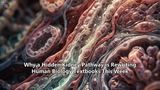 Why a Hidden Kidney Pathway is Rewriting Human Biology Textbooks This Week